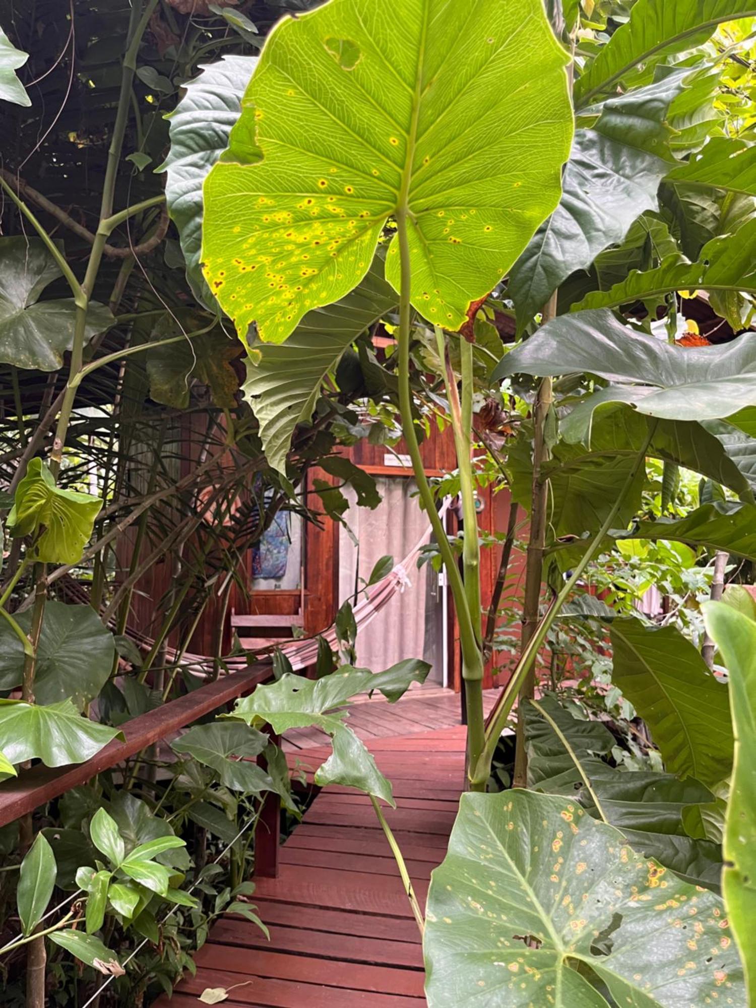 Olaria River Hostel Belem  Luaran gambar